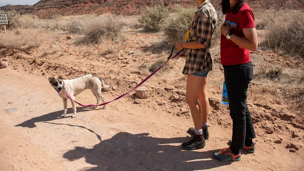 Tahliye sonrası tasmayla gezdirilen bir köpek