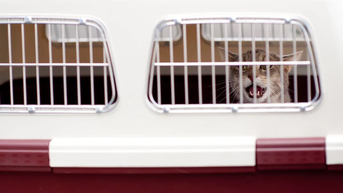 YOKOTA AIR BASE, Japan -- A cat calls out for its owner before being loaded onto a Delta Air Lines flight leaving here March 12. The aircraft diverted to Yokota from Narita International Airport in To