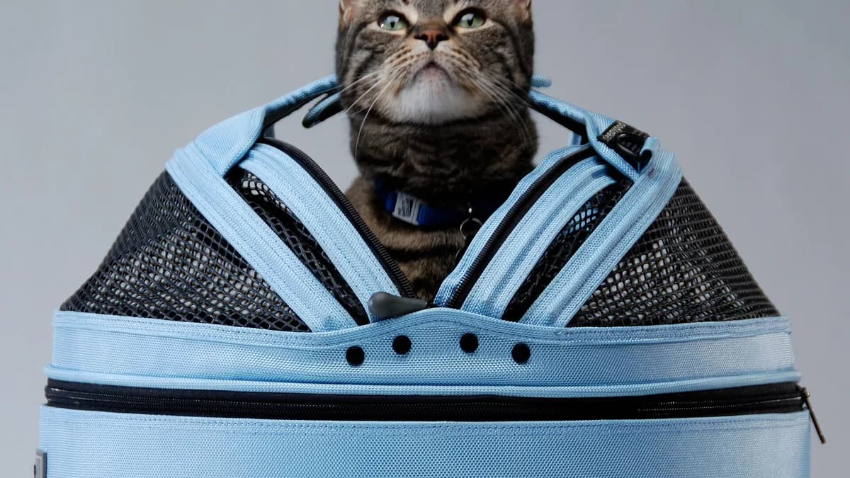 Kedi Sahiplenmeden Önce Tamamlanacak 11 Hazırlık — kapak görseli