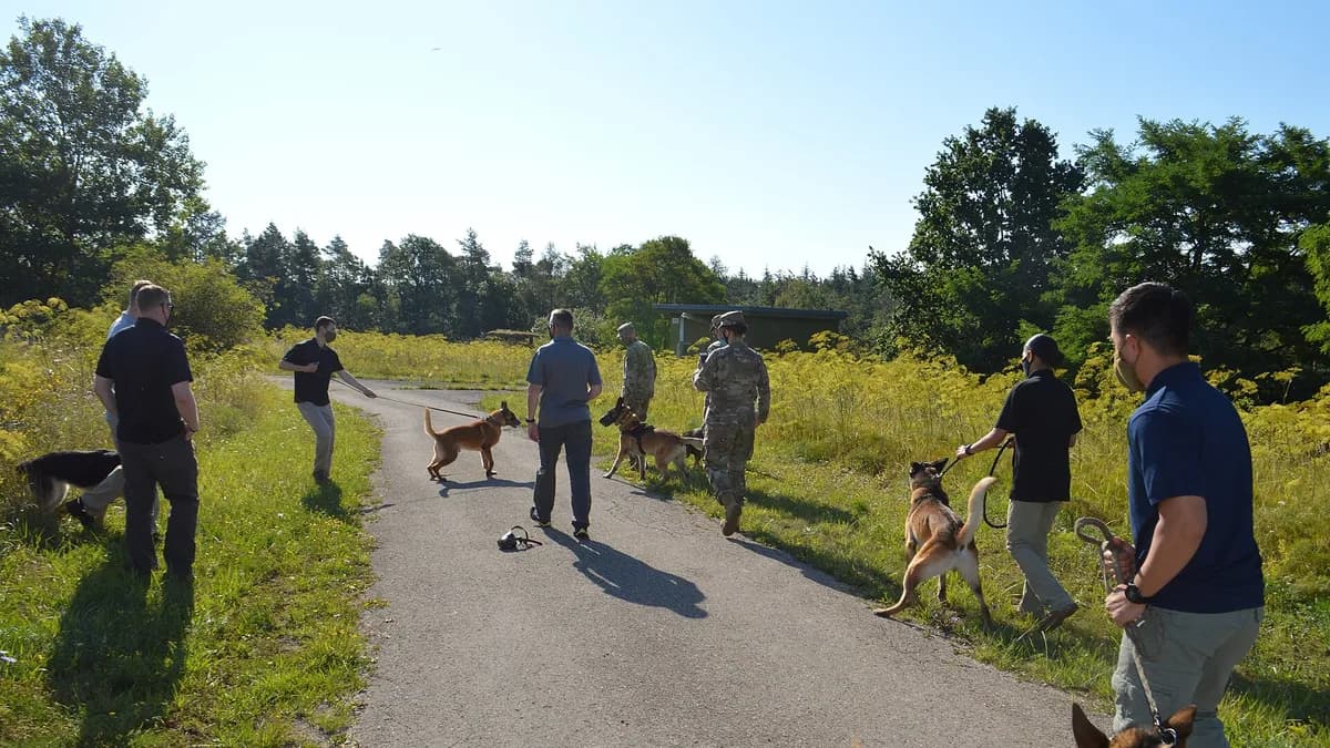 Army dog handlers and their military working dogs walk along a road during a socialization exercise, where the dogs learn to interact with each other, Aug. 7 at Oberdachstetten Training Area. All the