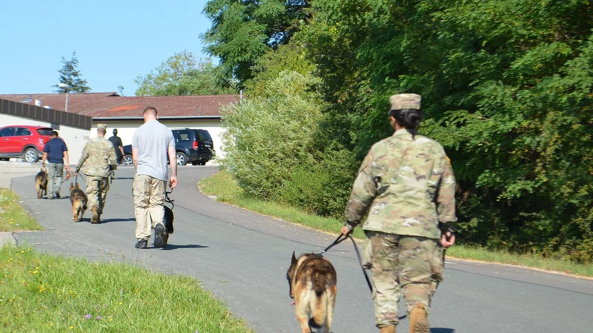 Army dog handlers and their military working dogs walk back to the kennels after finishing a socialization exercise, where the dogs learn to interact with each other, Aug. 7 at Oberdachstetten Trainin