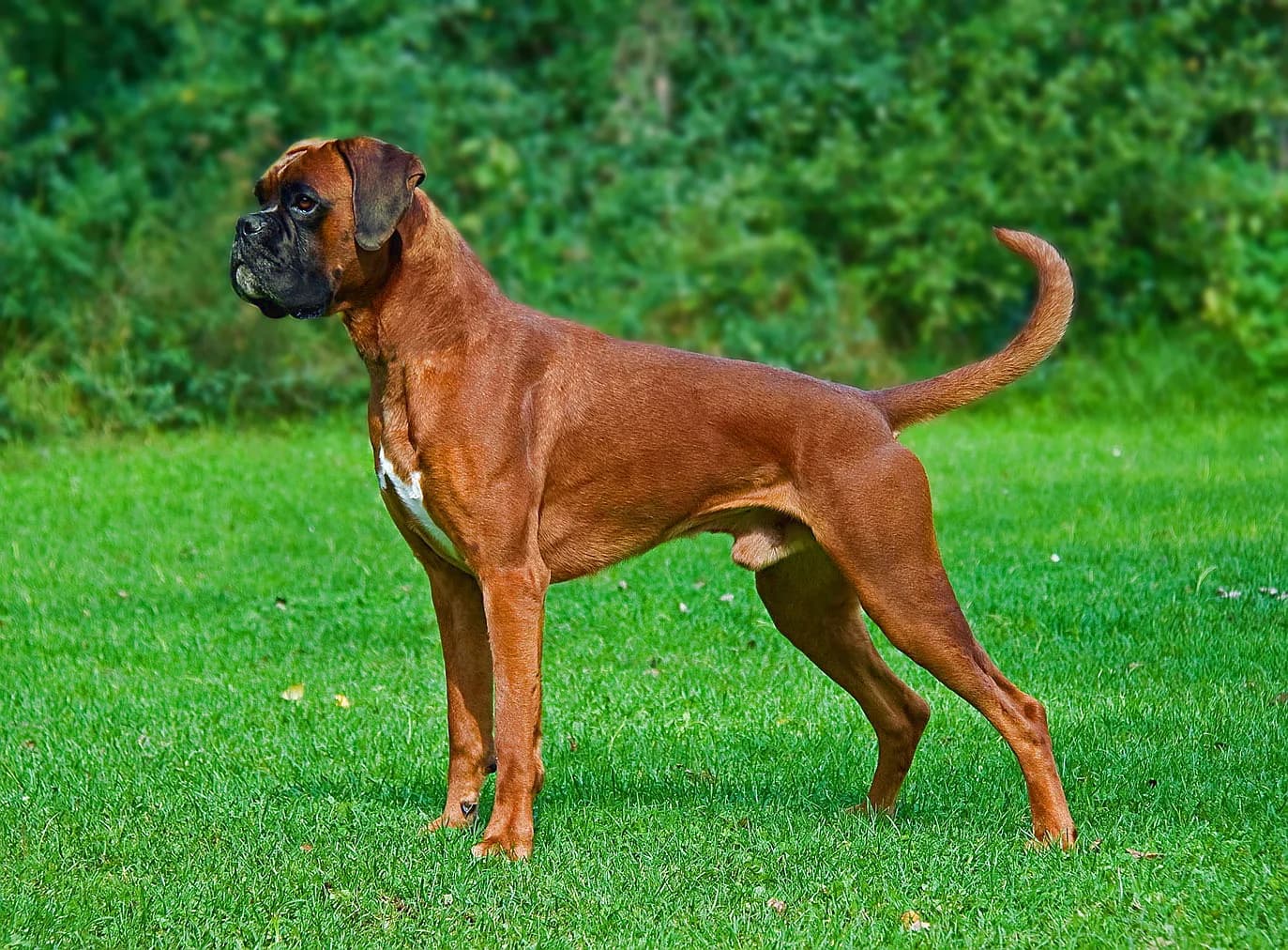 Boxer fotoğrafı