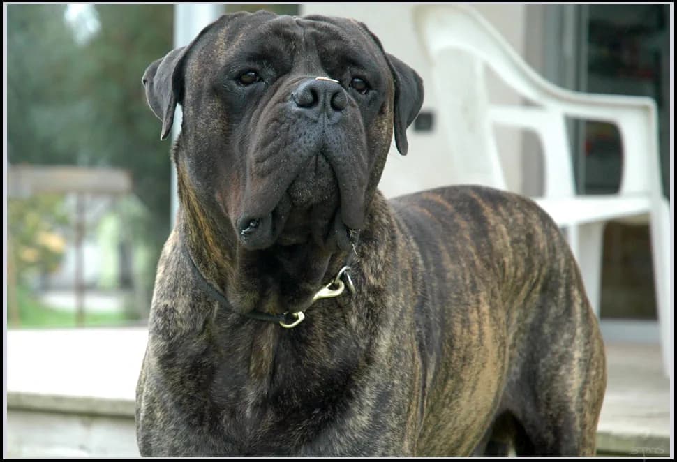 Bullmastiff fotoğrafı