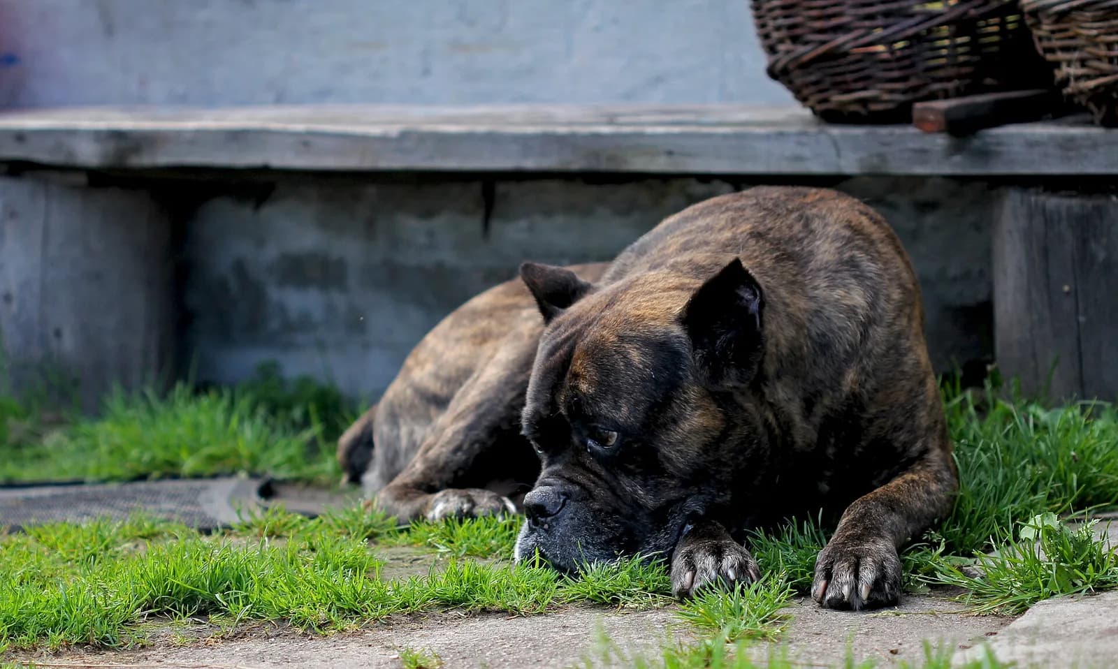 Cane Corso fotoğrafı