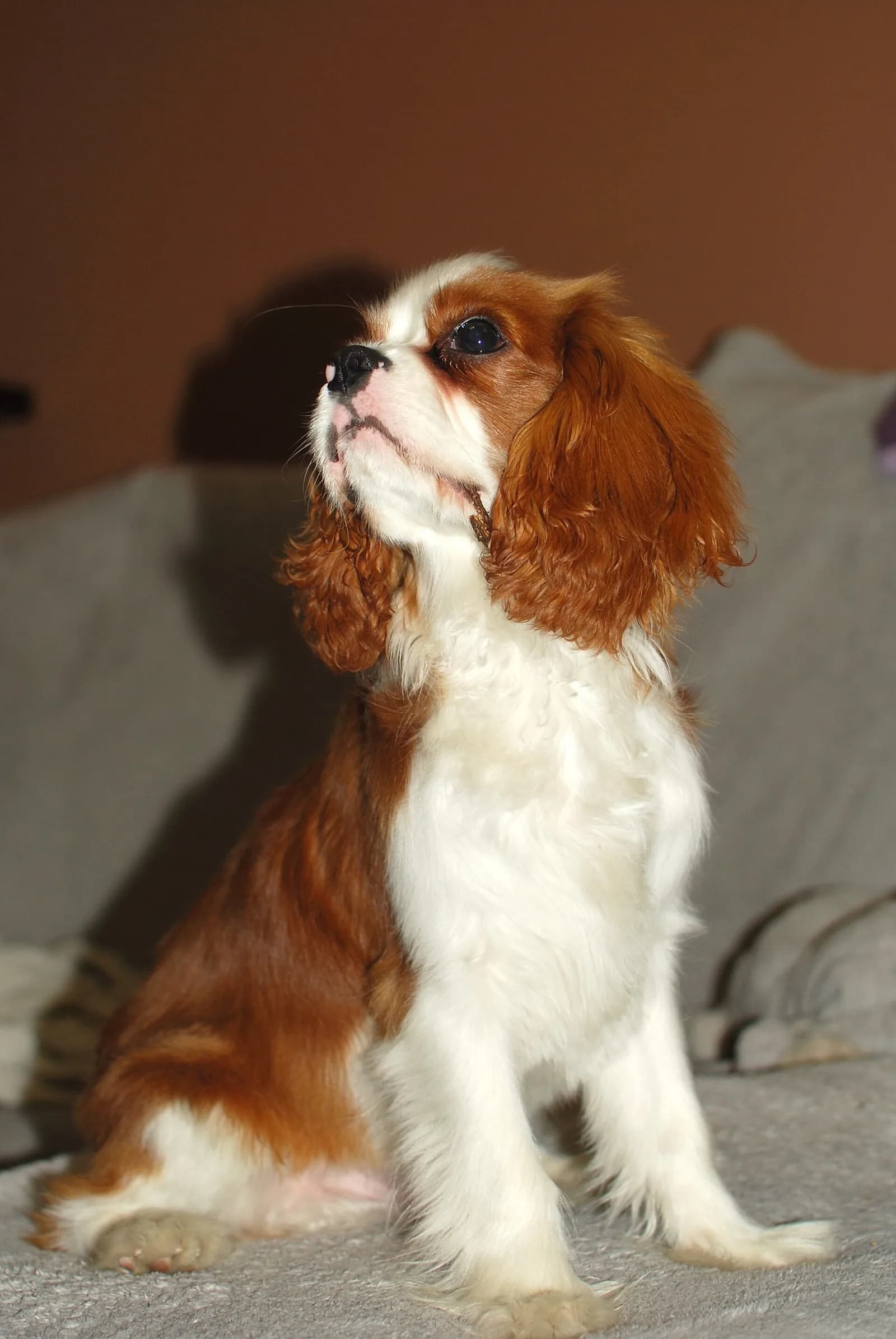 Cavalier King Charles Spaniel fotoğrafı