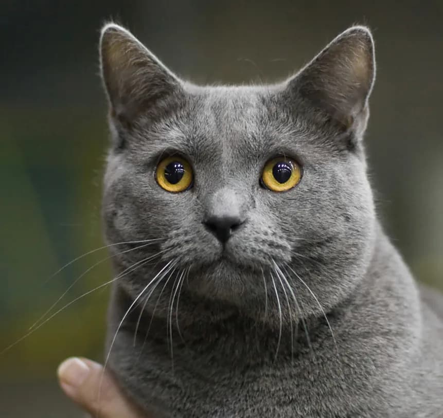 Chartreux fotoğrafı