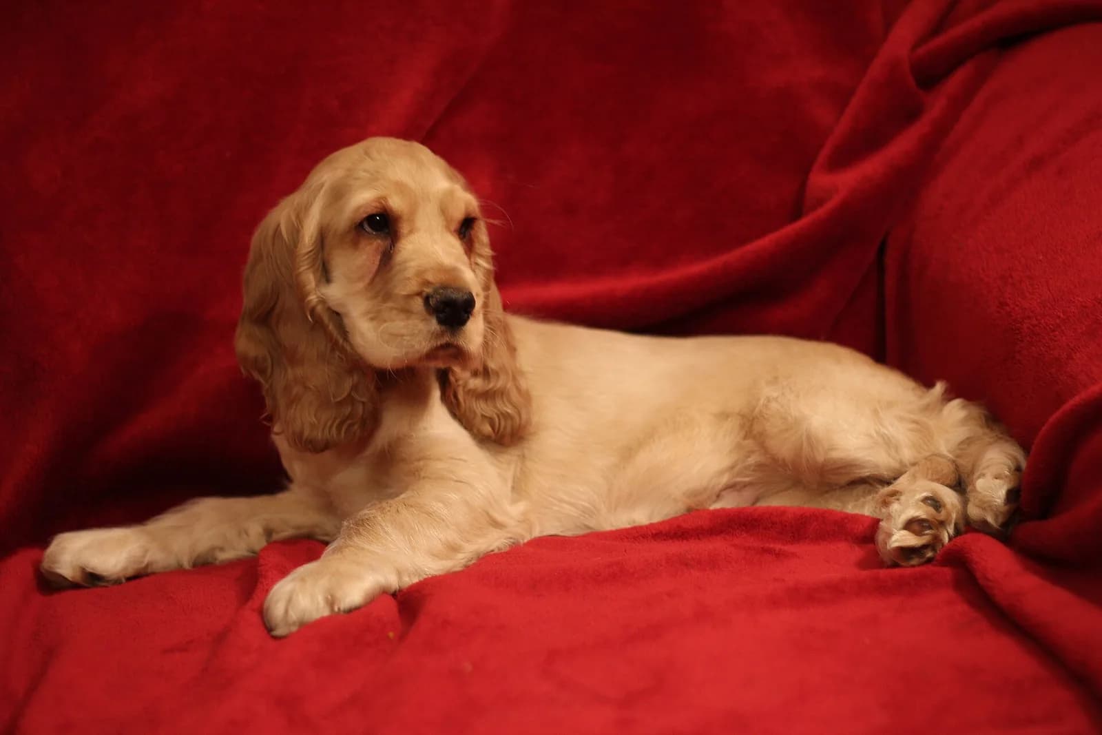 English Cocker Spaniel fotoğrafı