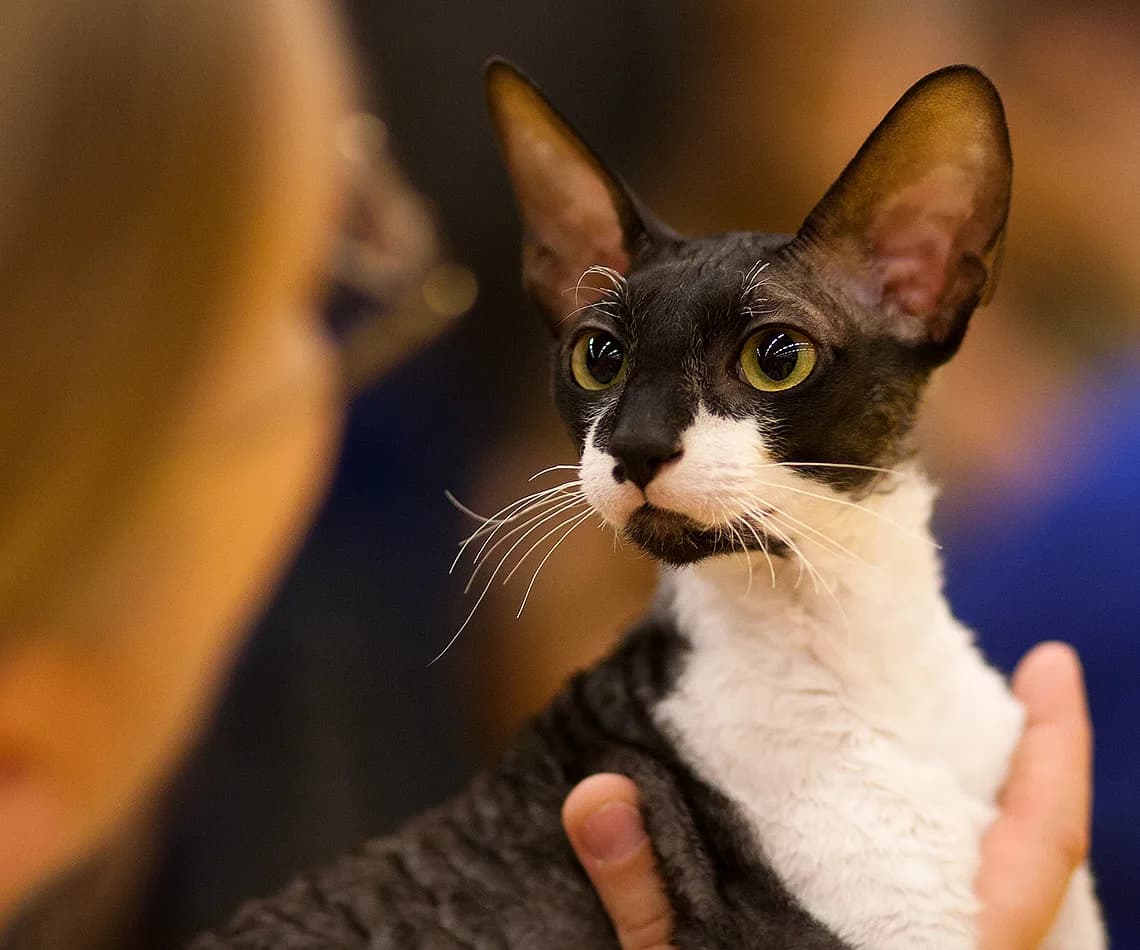 Cornish Rex fotoğrafı