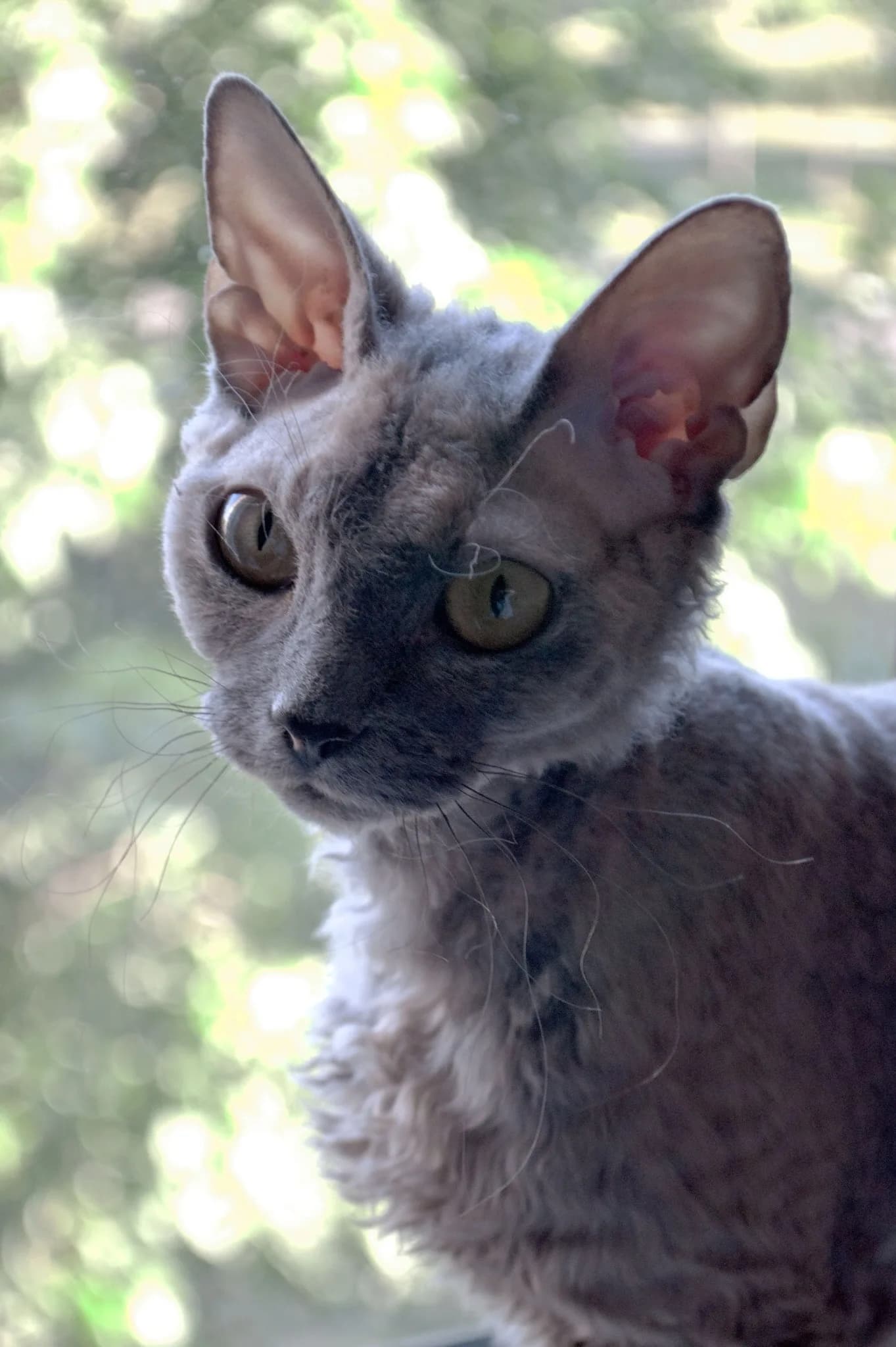 Devon Rex fotoğrafı