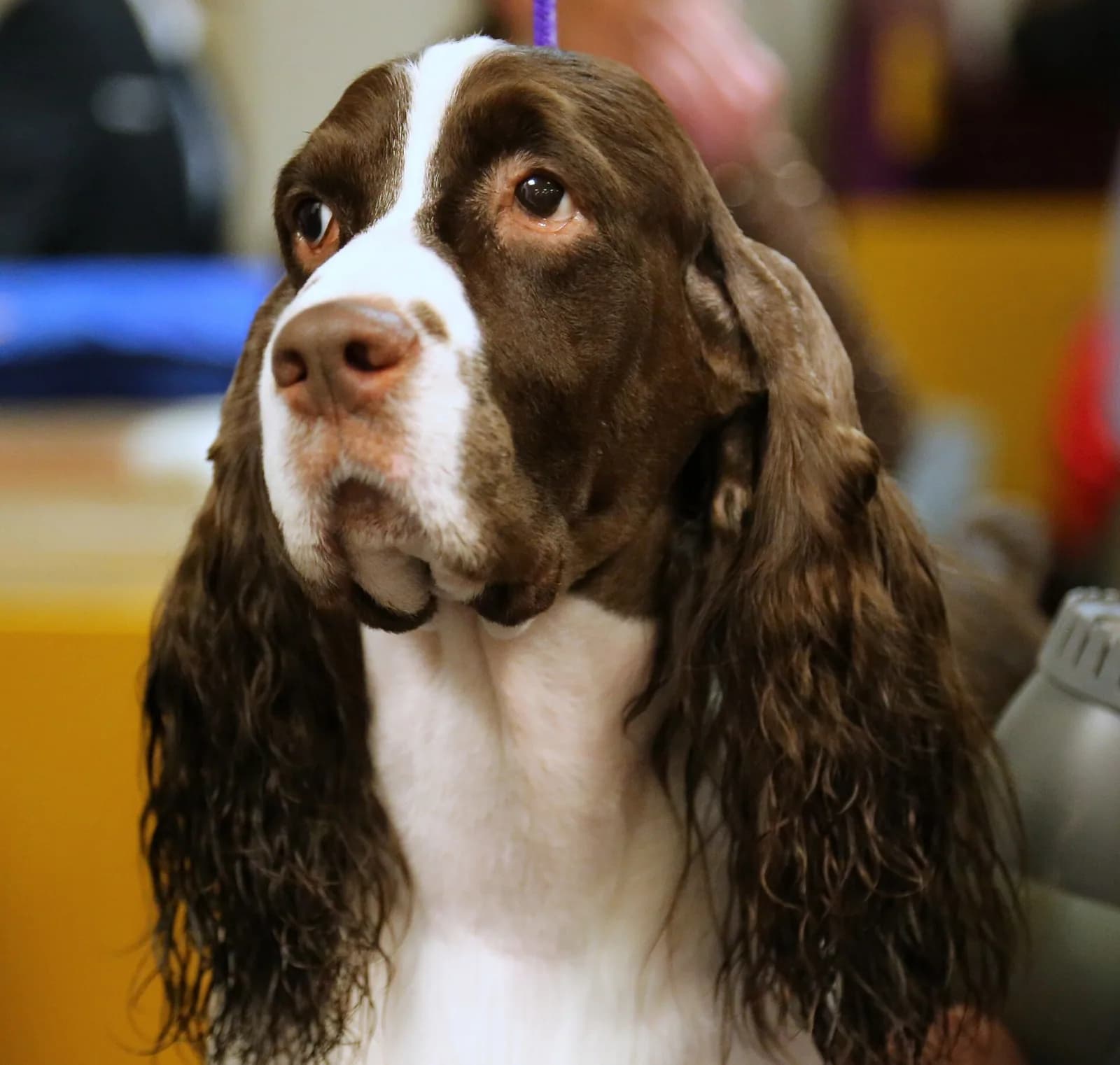 İngiliz Springer Spaniel fotoğrafı