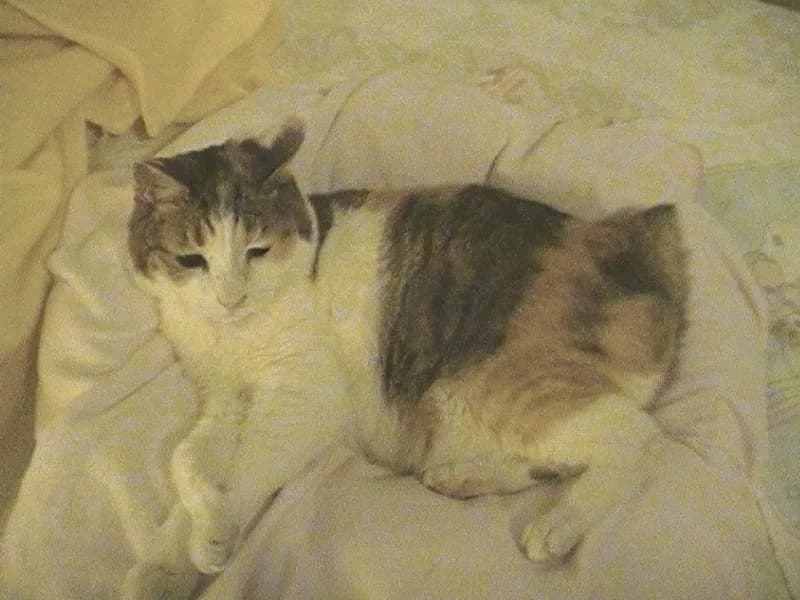 Japon Bobtail fotoğrafı