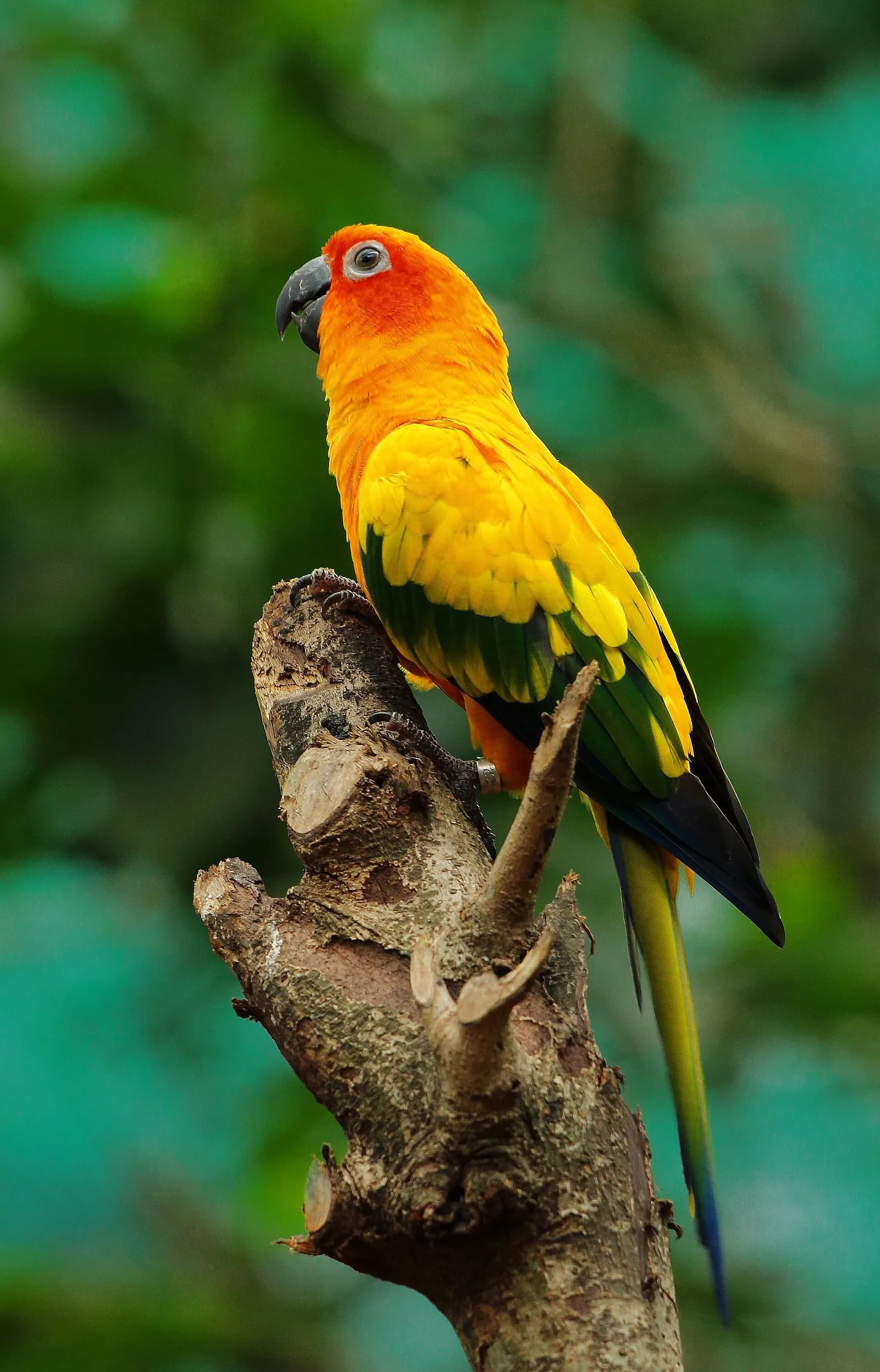 Konur Papağanı (Conure) fotoğrafı