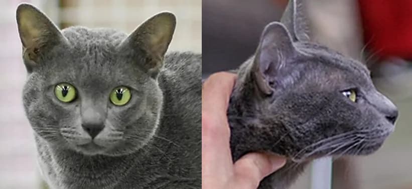 Korat fotoğrafı
