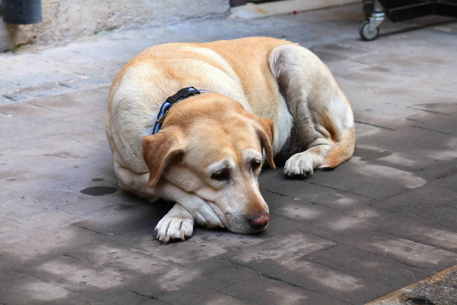 Labrador Retriever fotoğrafı