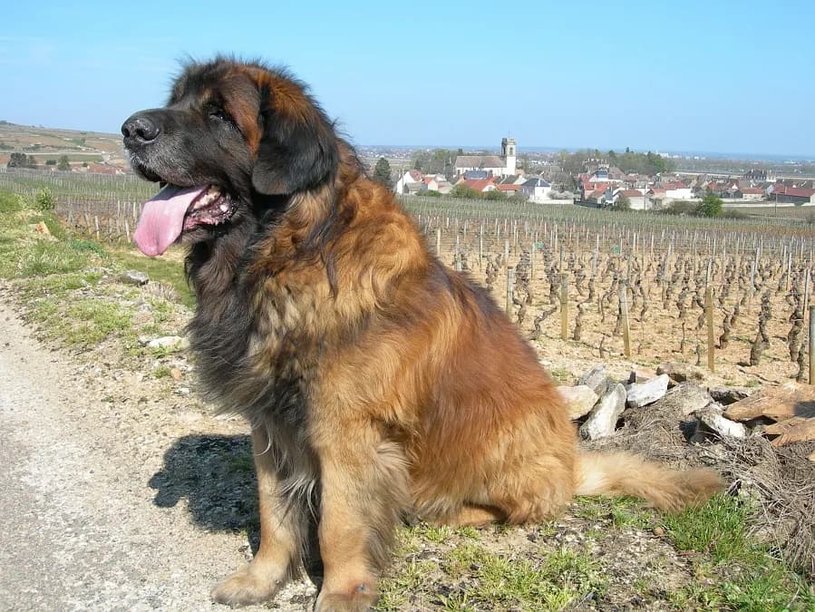 Leonberger fotoğrafı