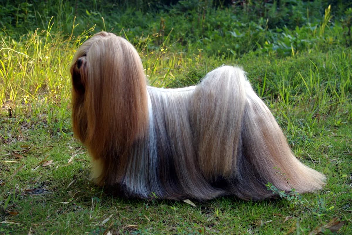 Lhasa Apso fotoğrafı