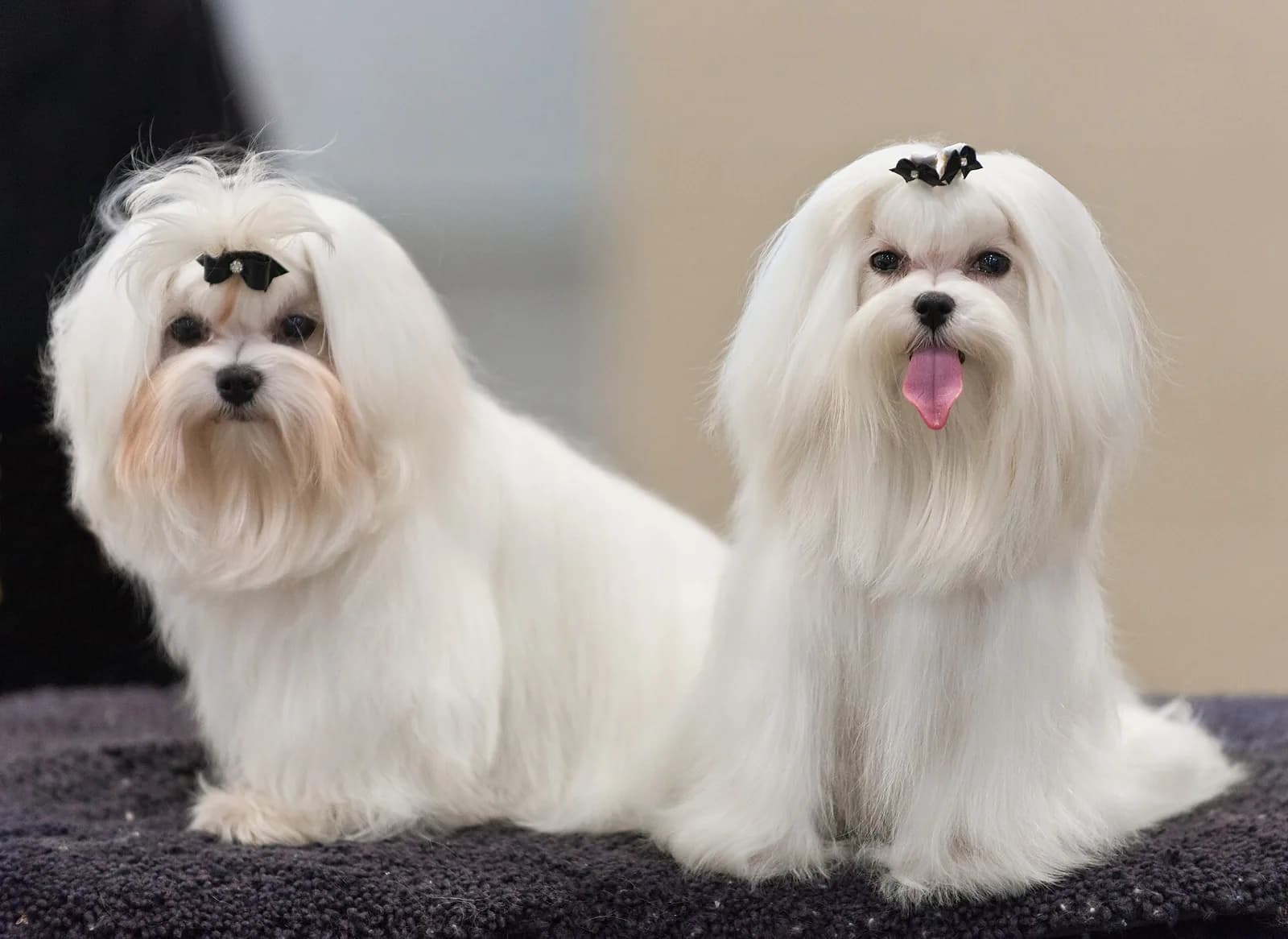 Maltiz (Maltese) fotoğrafı