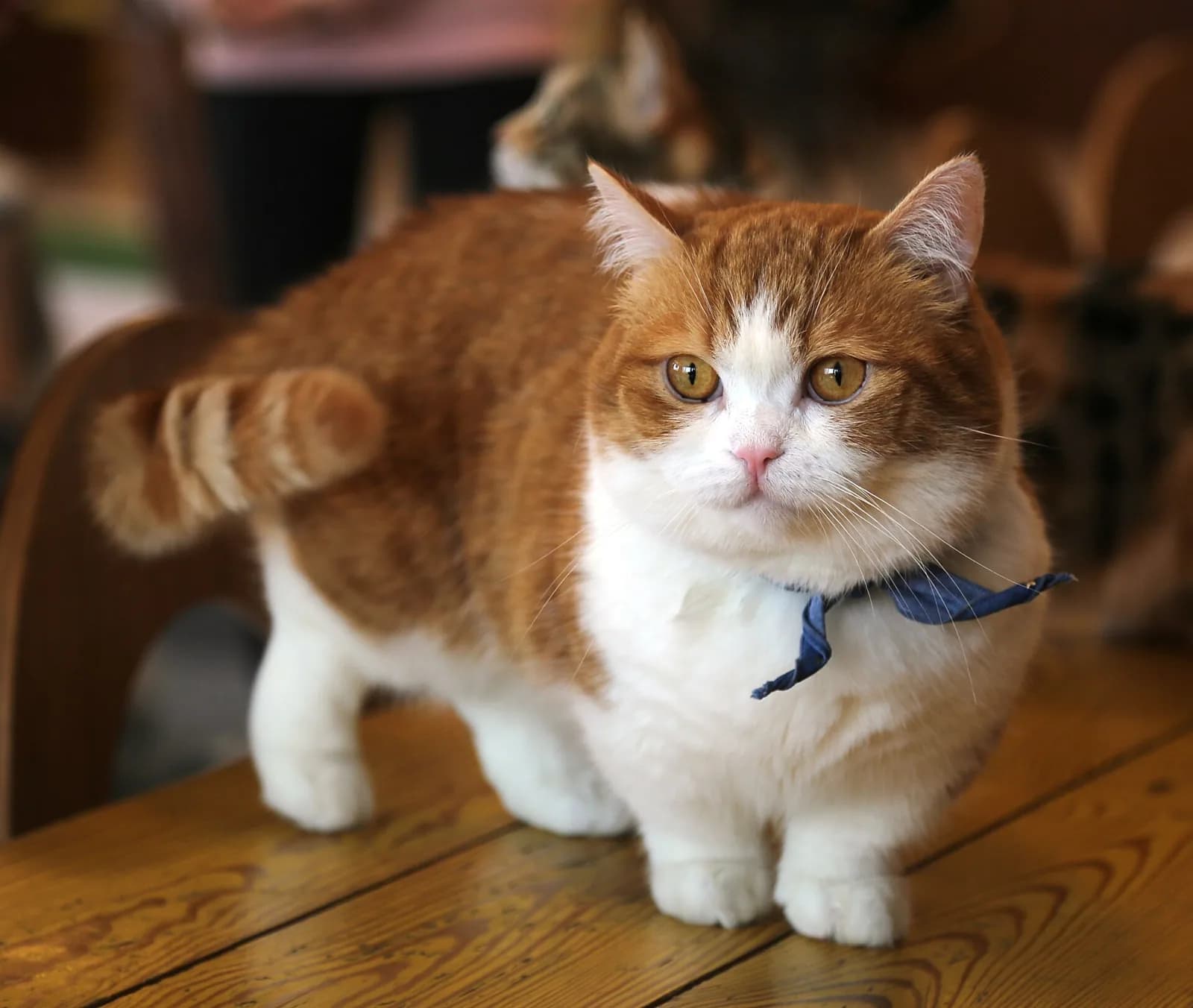 Munchkin fotoğrafı