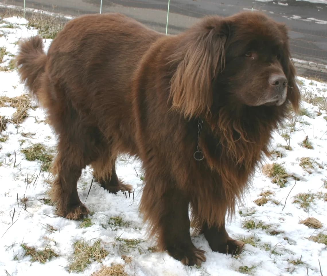 Newfoundland fotoğrafı