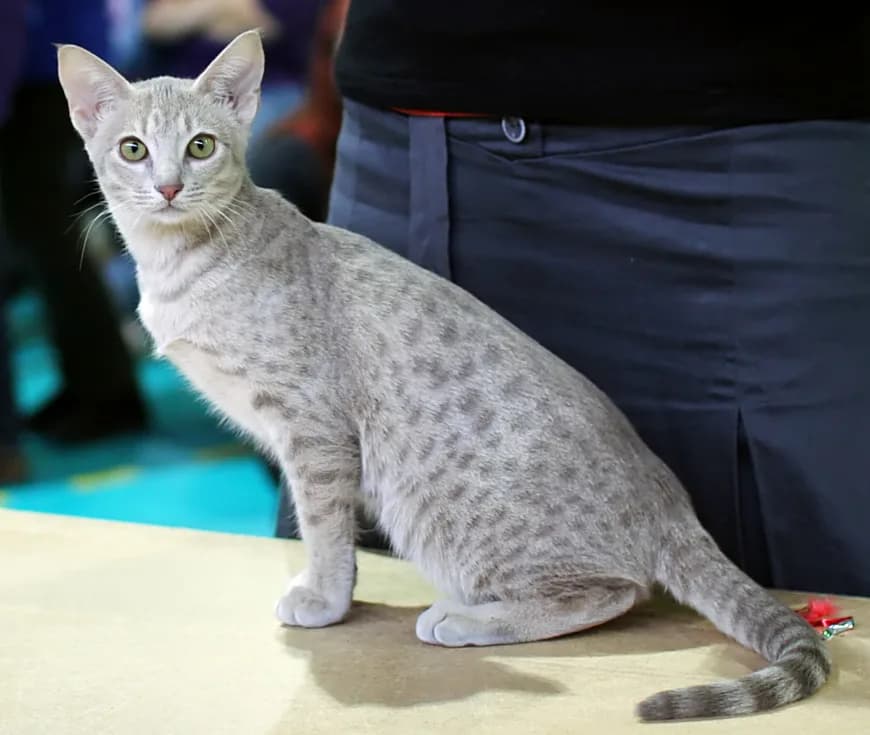 Ocicat fotoğrafı