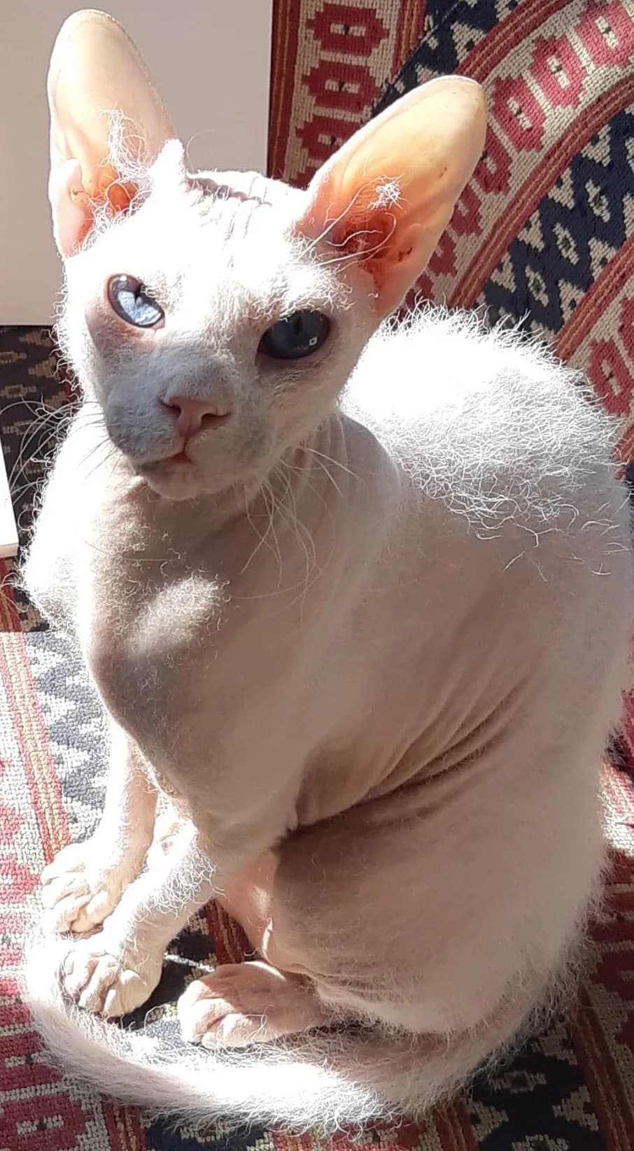 Peterbald fotoğrafı