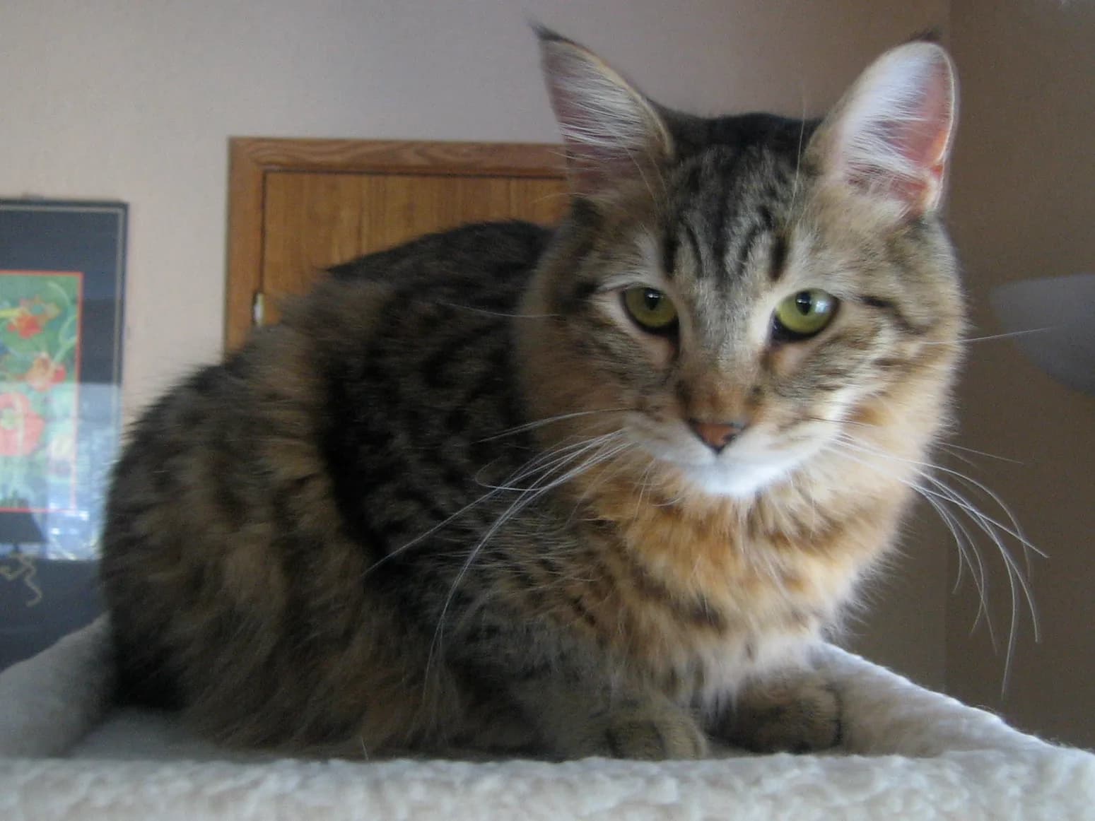 Pixie-bob fotoğrafı