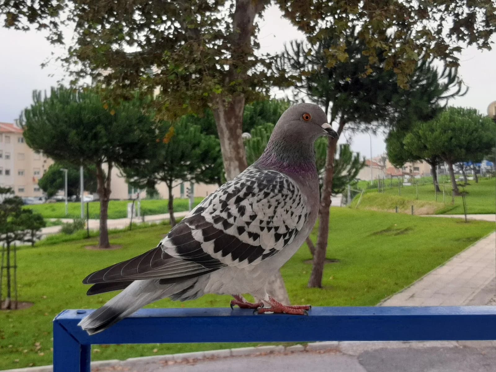 Posta Güvercini fotoğrafı