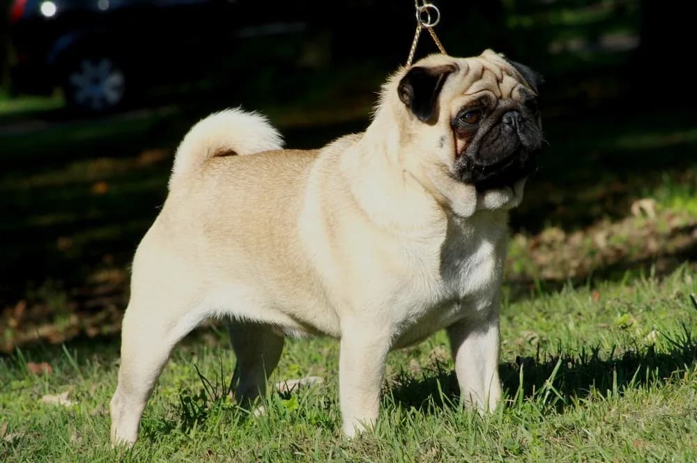 Pug fotoğrafı