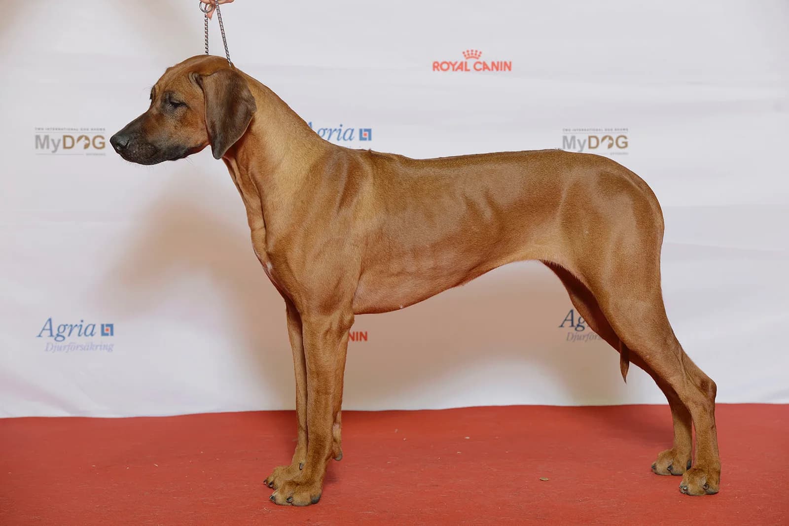 Rodezya Ridgeback fotoğrafı