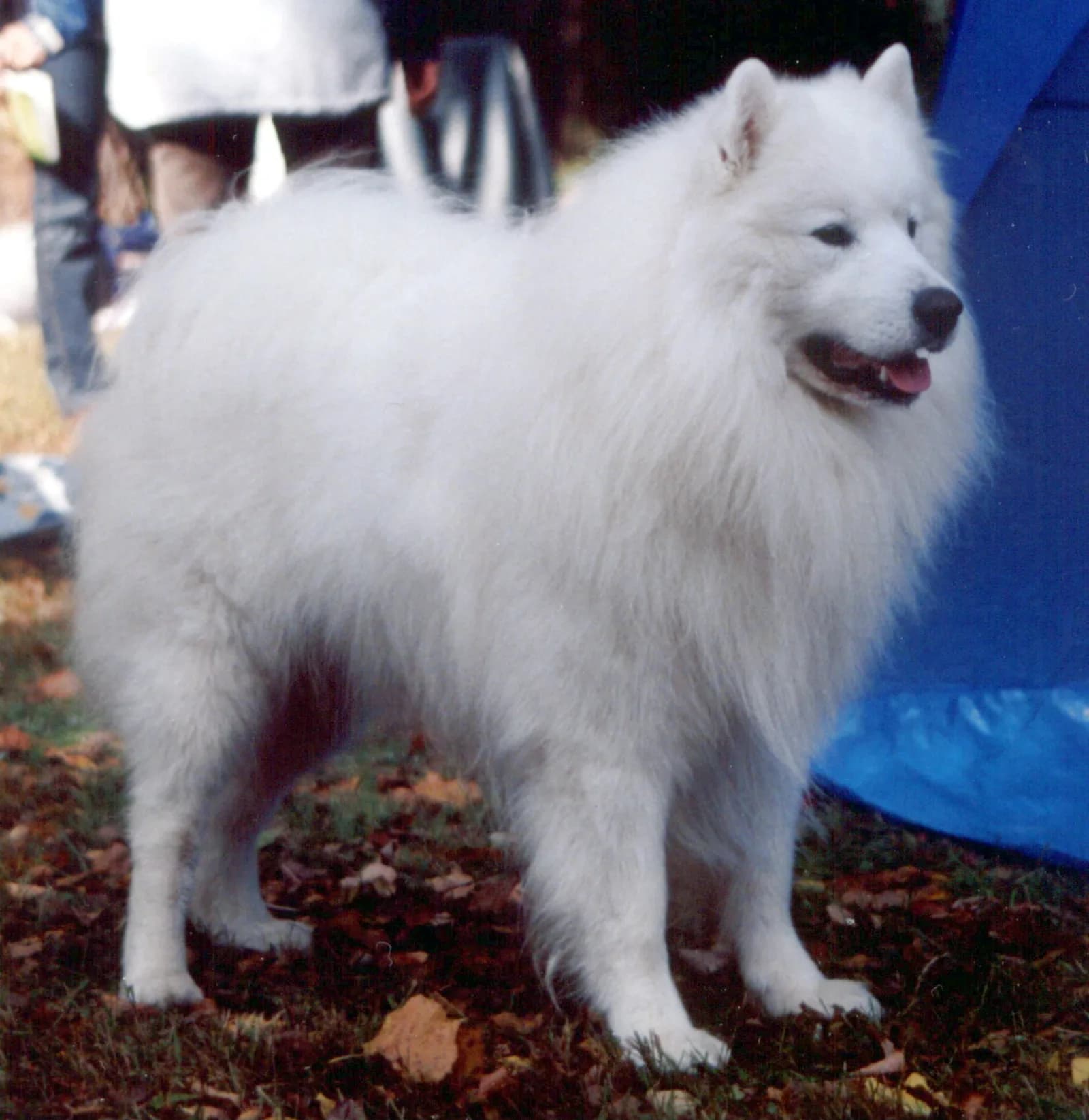 Samoyed fotoğrafı