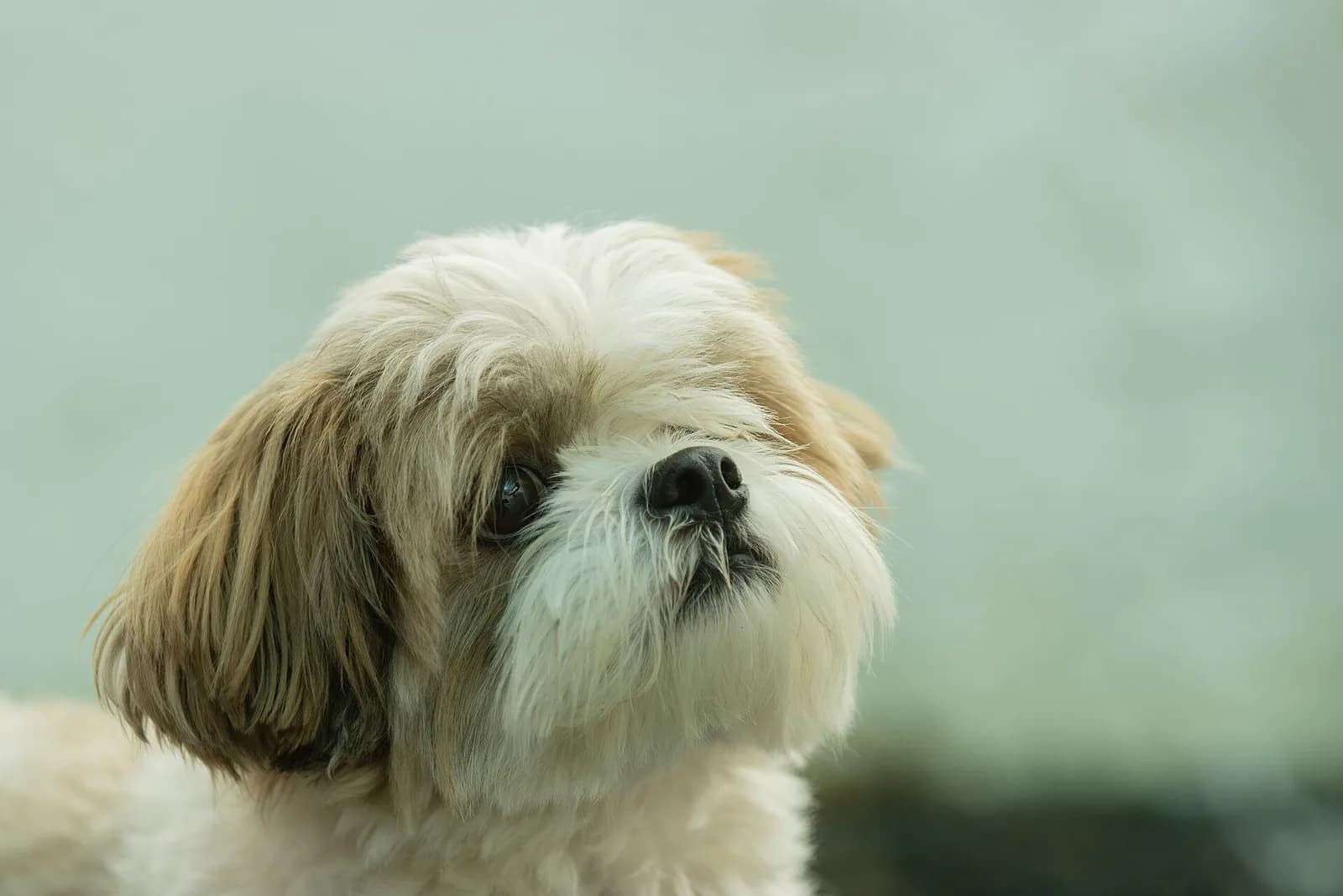 Shih Tzu fotoğrafı
