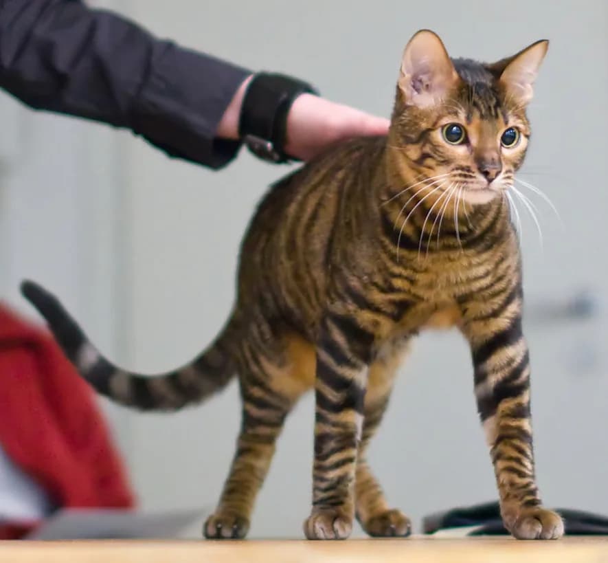Toyger fotoğrafı
