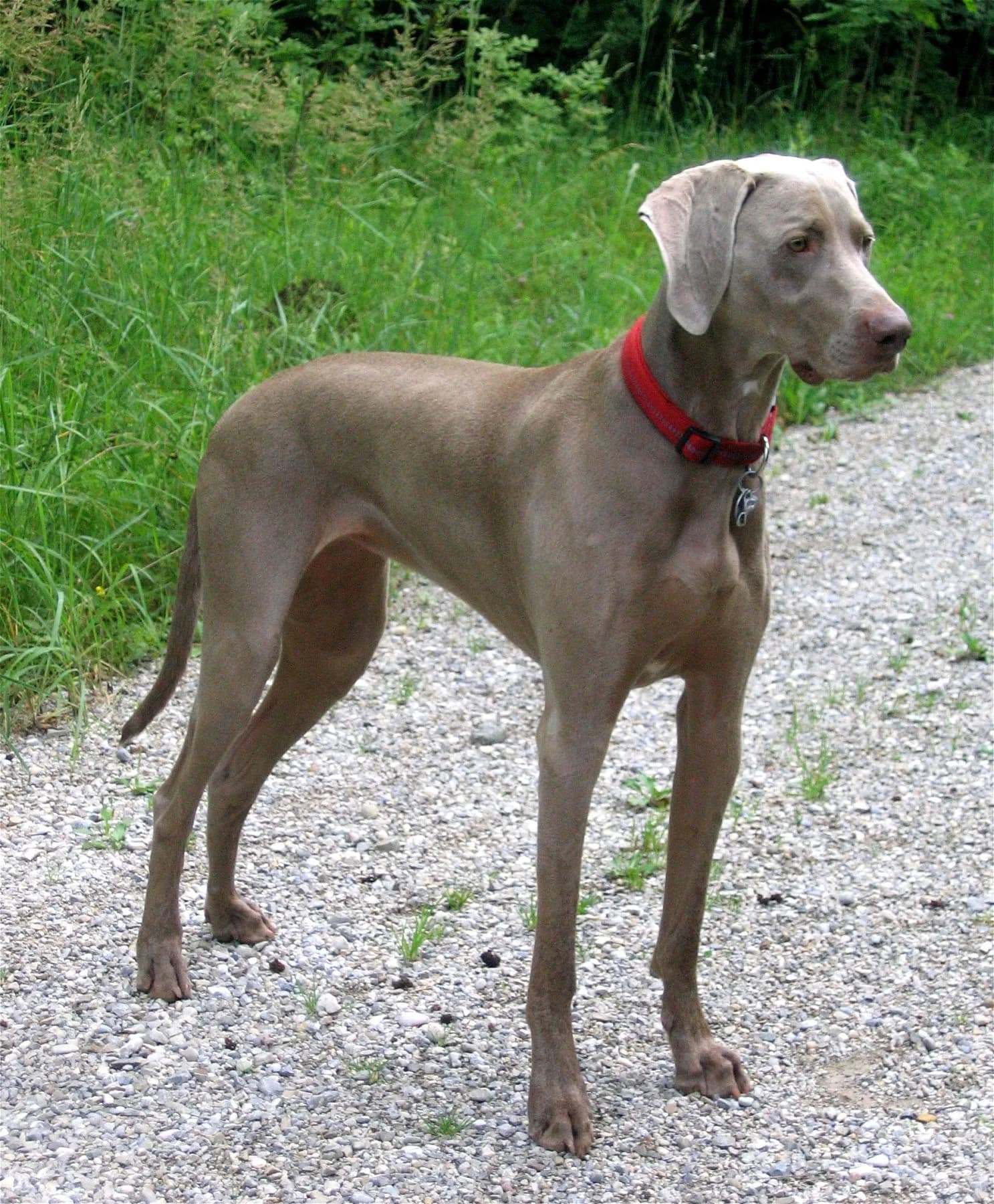 Weimaraner fotoğrafı