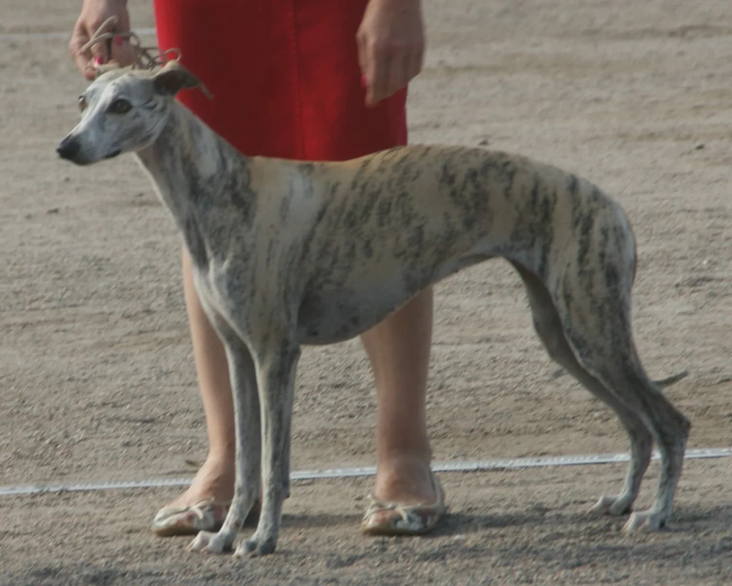 Whippet fotoğrafı
