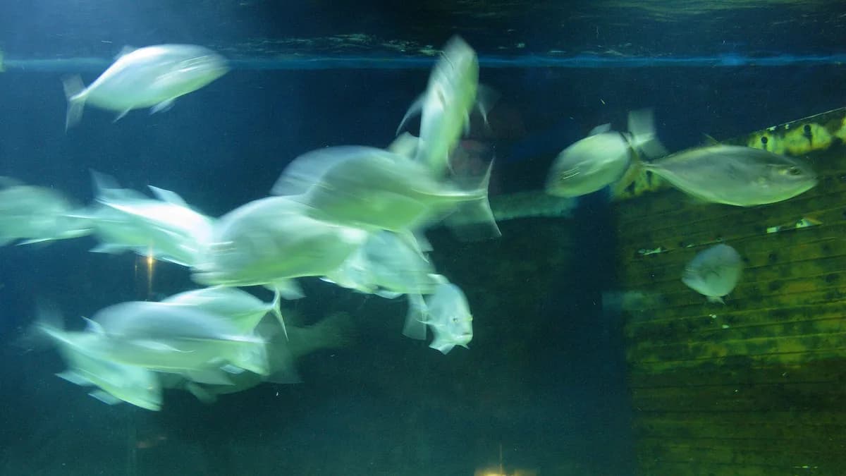 Aquarium. Fish. Malate, Manila, Philippines.