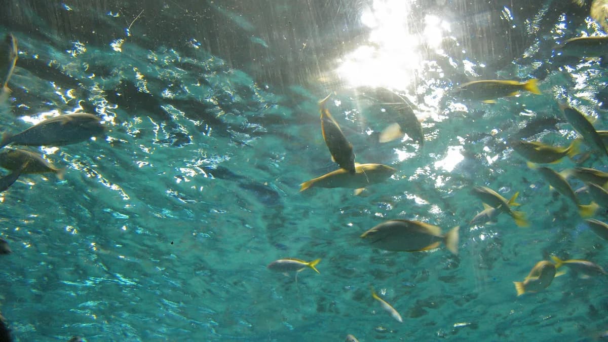 Aquarium. Fish. Malate, Manila, Philippines.