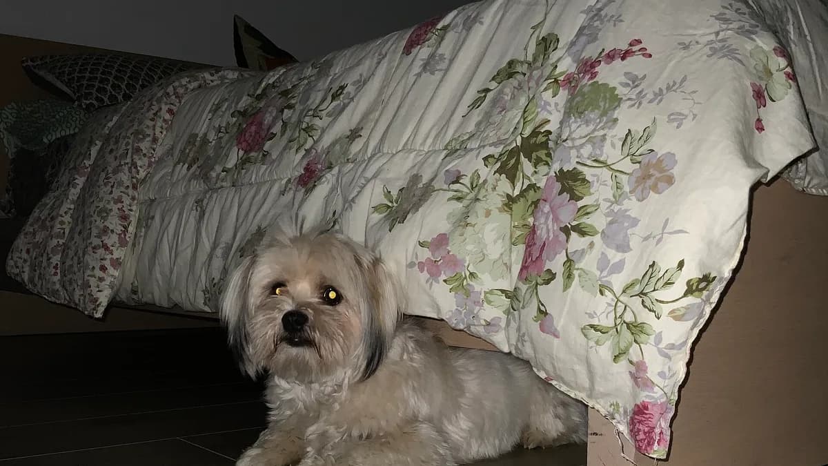 Yatağın altına saklanmış, tedirgin bir köpek