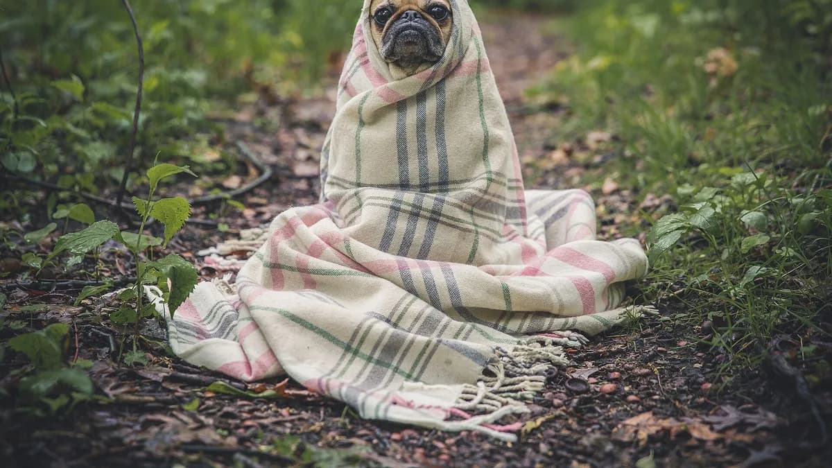 Battaniyeye sarılmış, sakinleşmiş bir köpek