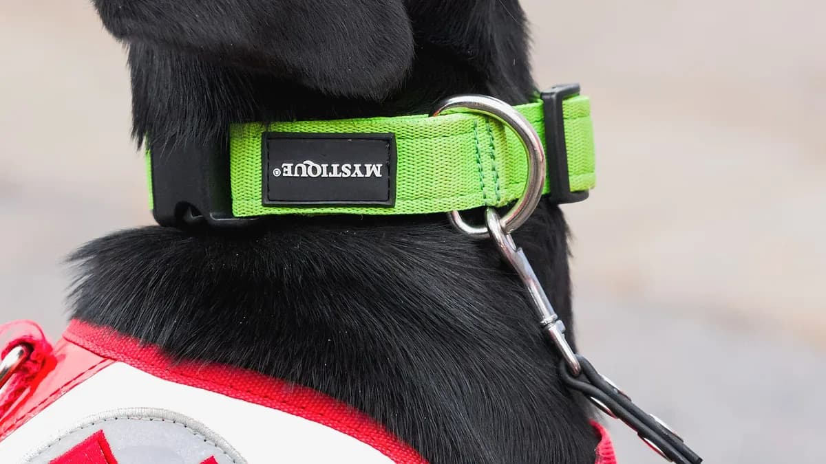 A labrador of the Perchtoldsdorf district search and rescue dog unit.