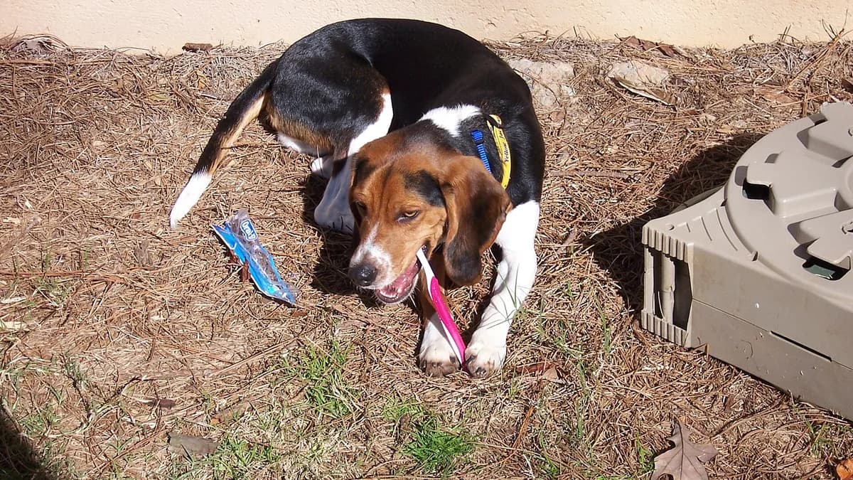 Köpek Diş Fırçalama: 5 Adımda Alıştırma Nasıl Yapılır? — kapak görseli