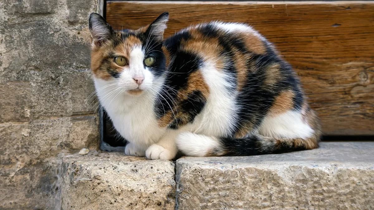 The calico cat is a domestic cat with a tricolor coat composed predominantly of white with large orange and black spots.