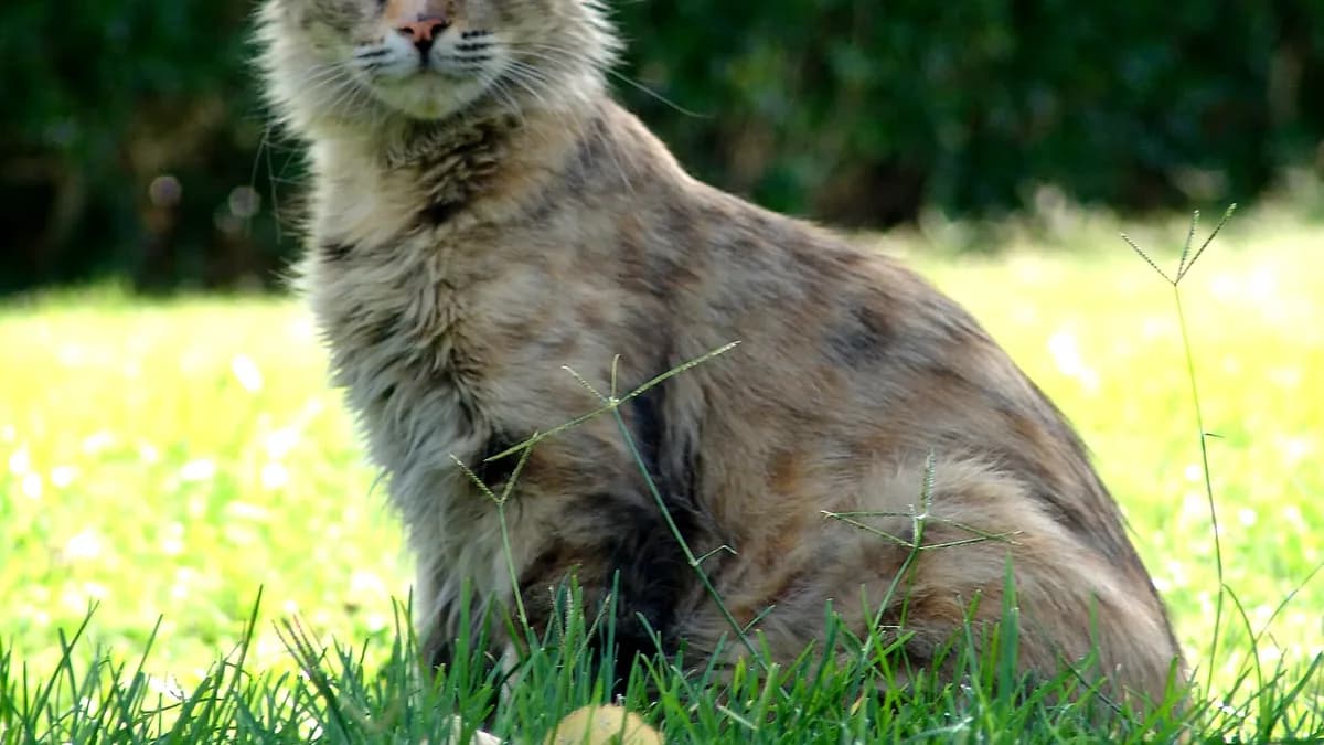گربهای در مجموعهٔ کاخ گلستان
