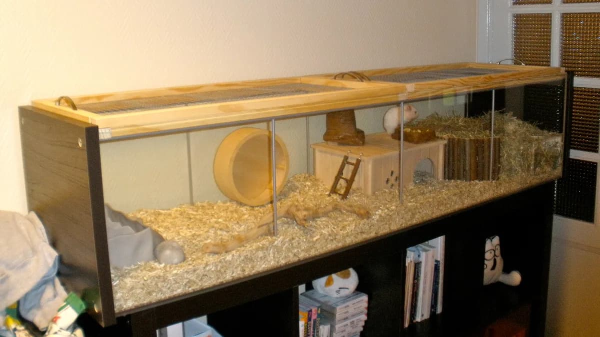 Finished hamster habitat project, I'll be adding some more accessories bit by bit, but it's done for the moment. An IKEA hack, using a Detolf display case to make a big hamster cage.