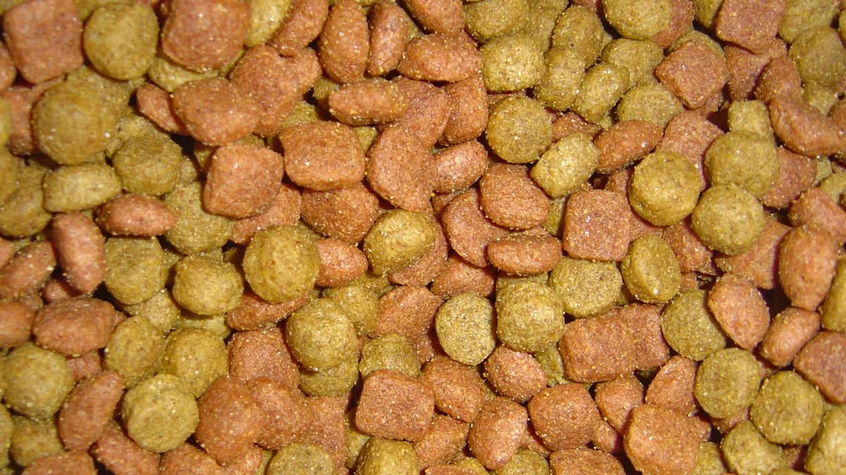 My <a href="https://www.flickr.com/photos/laffy4k/178203304/in/set-104149/">dog</a> eats this stuff. Apparently it is pretty good, because he cleans out his bowl every time I put some into