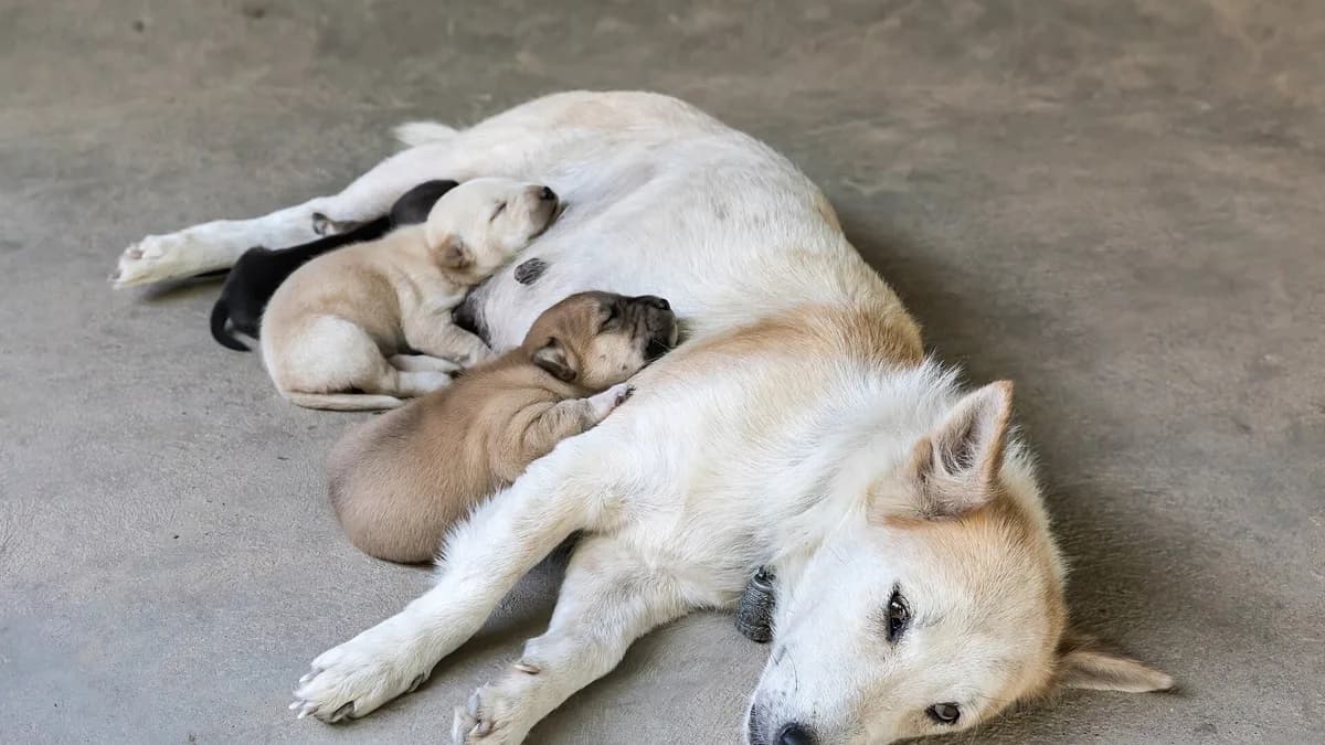 White dog resting on the floor with puppies after nursing, Don Det, Si Phan Don, Laos.