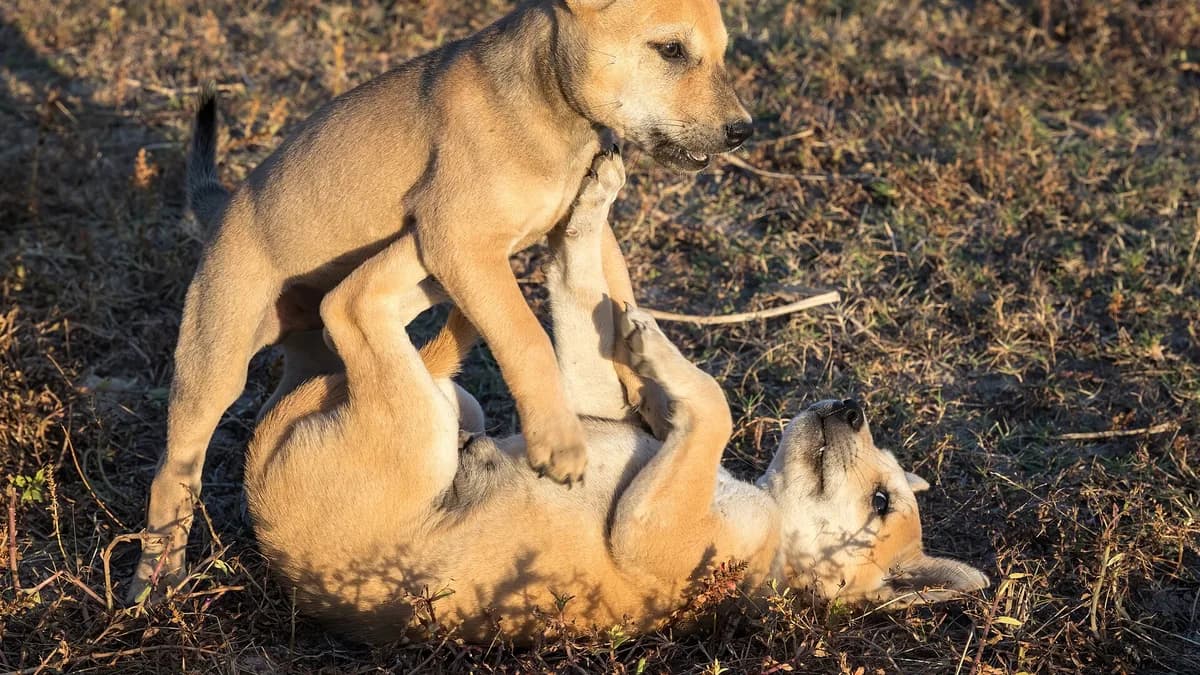 Two puppies playing together, one dominating, standing over the other lying in supine position, at golden hour in the countryside of Don Det, Si Phan Don, Laos.