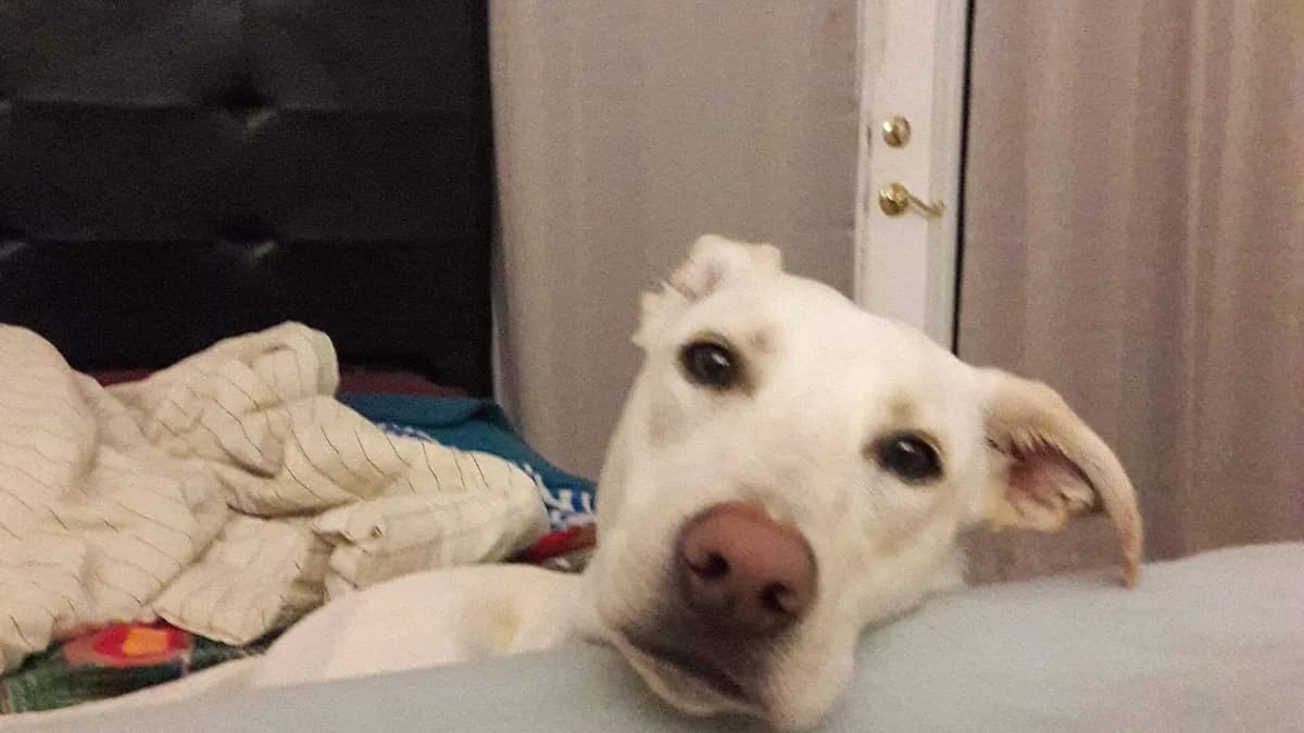 Yeni Köpeğin İlk Günleri: Adım Adım Uyum Planı — kapak görseli