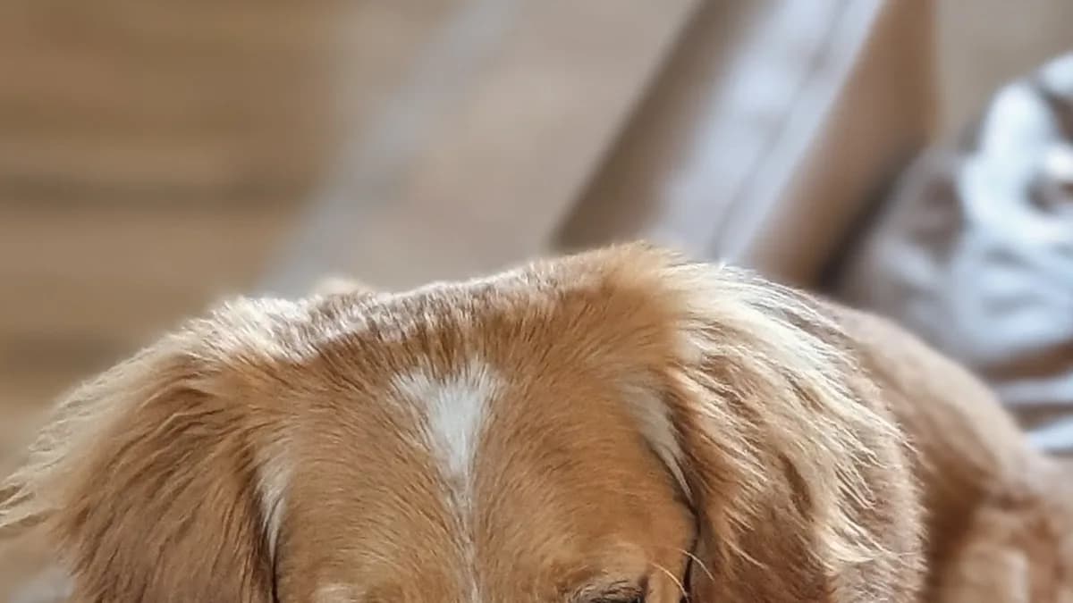 English cream dachshund