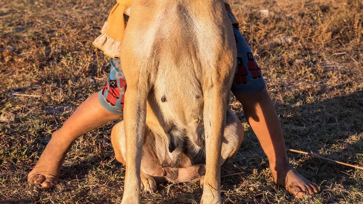 Human–canine bond (interspecies friendship). Smiling two-year old girl hugging her dog tightly with closed eyes, at golden hour in the countryside of Don Det, Si Phan Don, Laos.