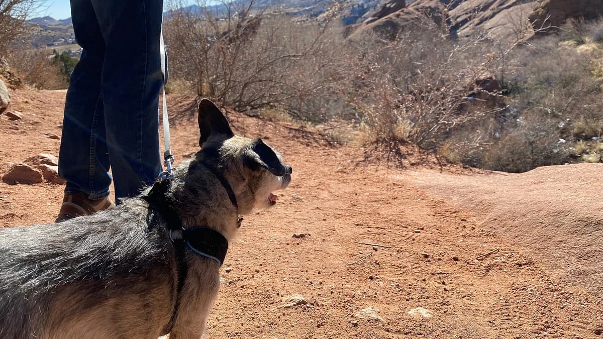 Köpekte Tuvalet Eğitimi: 10 Adımlık Uygulama Planı — kapak görseli